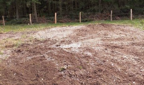 Rognage de souches d'arbre coupés à Besançon