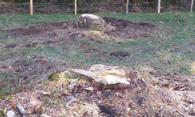 Rognage de souches d'arbre coupés à Besançon