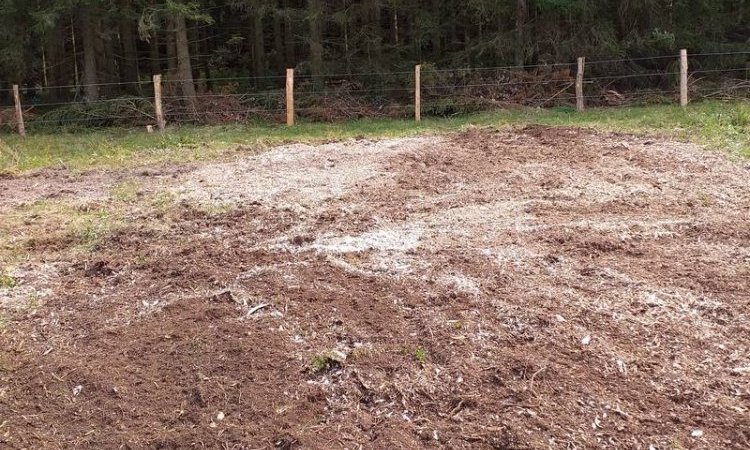 Rognage de souches d'arbre coupés à Besançon